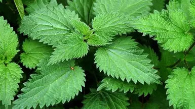 Stinging Nettle small